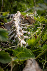 Animal Spine Cleaned Of All Meat Along Trail In Yellowstone