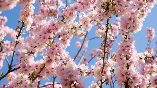 Soft pink blossoms of Prunus elvins, or the Elvins Flowering Plum, a deciduous ornamental tree in warm spring sunlight. Concept of a clean, uplifting feeling, new beginnings, springtime, and optimism.