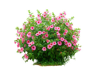 Lush pink hibiscus bush blooming abundantly isolated on black, Isolated On White, Png Transparent