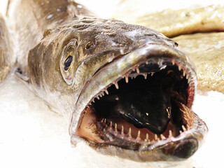 Hake Fish Head Close Up with Teeth and Mouth