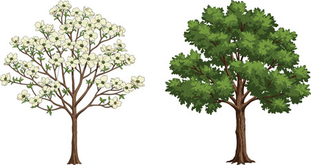 Obraz premium Flowering tree with white blossoms and leafy summer tree, botanical illustration, seasonal comparison, vibrant foliage, isolated background, nature design, contrast