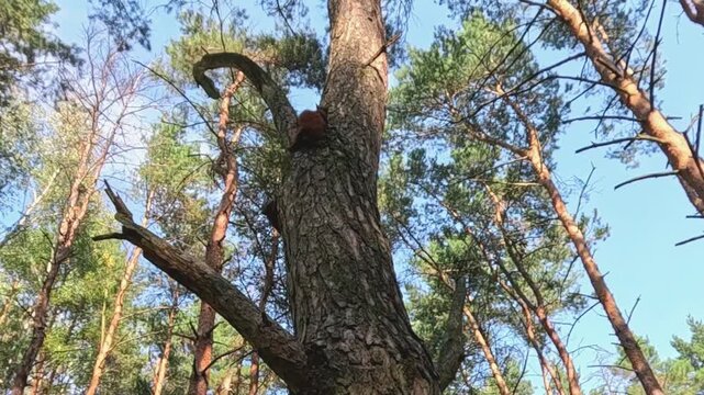 Two energetic red squirrels run upward around pine trunk, circling each other playfully, pausing, then resuming fast chase in lively woodland under clear blue sky