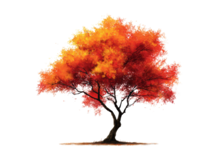 Vibrant autumn tree with fiery foliage orange, Isolated On Png Transparent Background
