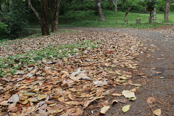 autumn leaves in the park