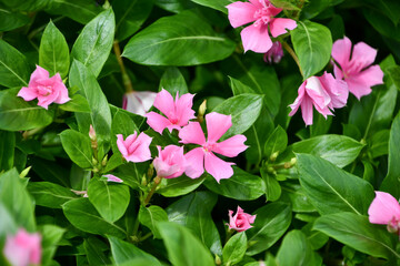 ニチニチソウ 「サニープリンセス」　Catharanthus roseus 'Sunny Princess'
