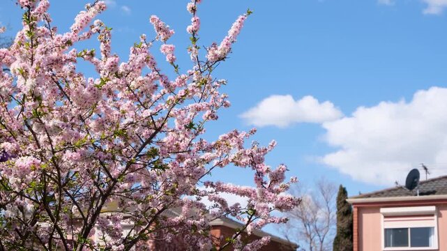 Flowering tree Prunus &lsquo;Elvins&rsquo; with soft pink blossoms and Australian suburban houses in the background. Concept of spring season, ornamental gardening, suburban lifestyle, seasonal renewal.