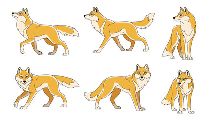 Obraz premium Majestic Wolf Poses Dynamic Wild Animal Standing Walking Sitting Isolated Transparent Background
