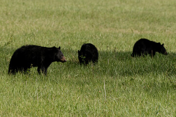 Mama Bear Looks to Right while Cubs Graze