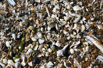 Abstract Seashell variety Beach Texture background shells and rocks