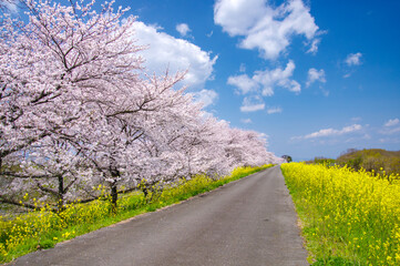 桜と菜の花の並木道（木曽長良背割堤）