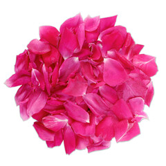 heap of Beautiful pink rose flower petals texture, for valentines day or love, gift, religion, holiday related concept, cutout in transparent background, png format, top view