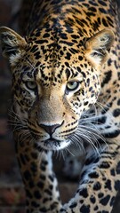 Obraz premium Close-up view of a leopard's head and forequarters, showcasing its intricate spotted coat and intense gaze.