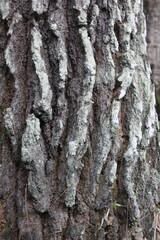 tree bark texture