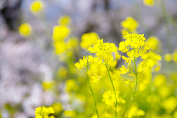 Obraz premium 光を受ける菜の花と桜の玉ボケ（桜堤サブセンター）