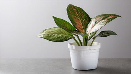 Aglaonema Silver Bay Plant In White Pot