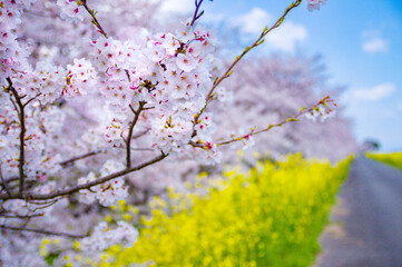 桜の枝先と背割堤の並木道（木曽長良背割堤）