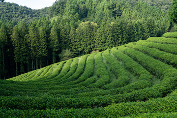 Large area of green tea fields in the boseong. 보성 녹차밭