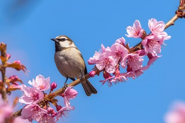 Fototapeta premium Warbling White-eye perched on cherry blossoms tree.