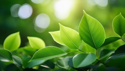 A Vibrant Close Up Of Fresh Green Leaves Beautifully Arranged Against A Soft Blurred Background That Enhances Their Natural Beauty And Vitality Symbolizing Growth And Renewal