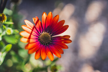 Osteospermum or Orange African Daisies, close-up at shallow depth of field