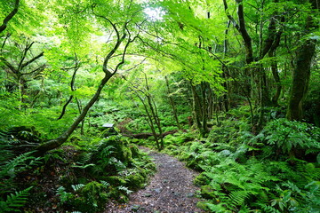 fine path through mossy rocks and fresh ferns