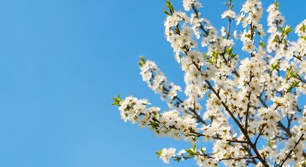 Fototapeta premium Spring Background with White Flowers and Green Leaves