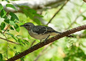 A Northern Mockingbird seen in southern Texas