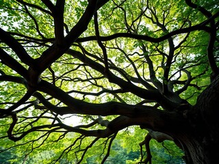 Fototapeta premium Majestic old tree branches silhouetted against bright green foliage in a lush forest canopy