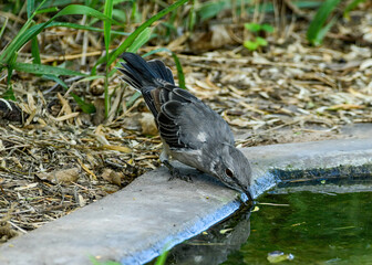 Obraz premium A Northern Mockingbird drinking from a pond