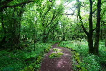 Obraz premium refreshing spring path in the gleaming sunlight