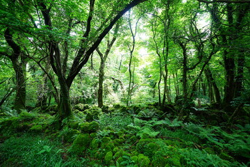Naklejka premium dense primeval forest with fresh ferns and old trees