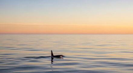 Obraz premium An orca surfaces during a serene sunrise with pastel skies and calm ocean waters reflecting the