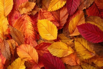 Obraz premium Vibrant tapestry of fallen autumn leaves in warm hues of red yellow and orange creating a rich seasonal background