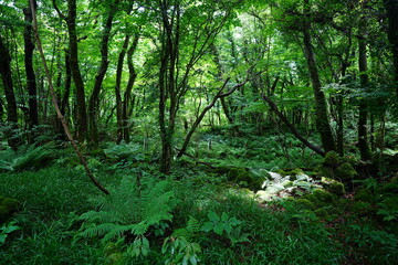 dense primeval forest with fresh ferns and old trees
