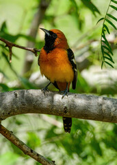 An Altamira Oriole perched on a branch