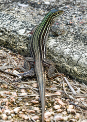 Six-lined Racerunner also know as a Whiptail Lizard