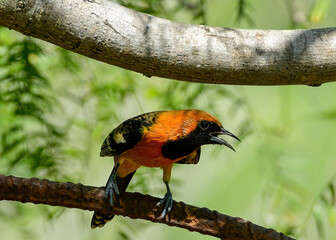 An Altamira Oriole perched on a branch