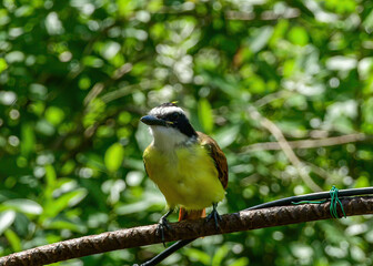 Great Kiskadee
