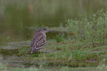 The night heron  is standing on top of the pond.