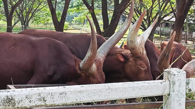 Ankole Watusi on a big farm