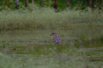 The night heron  is standing on top of the pond.