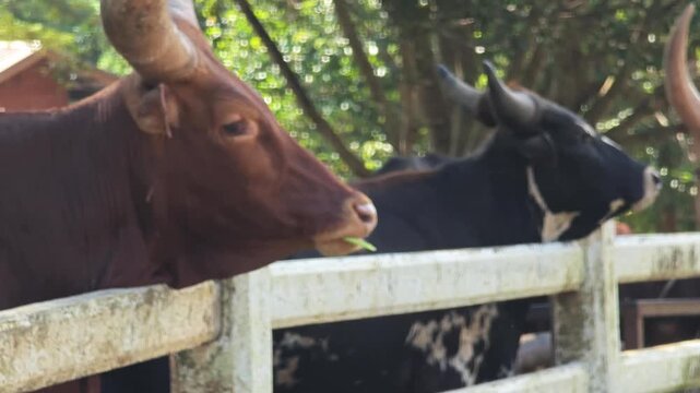 Ankole Watusi on a big farm