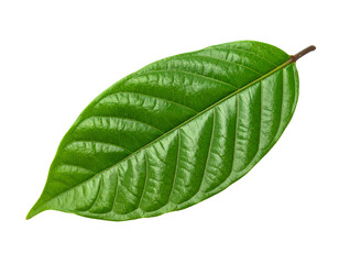 Obraz premium Fresh Green Cocoa Leaf Isolated on White Background