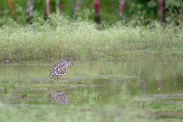 The night heron  is standing on top of the pond.