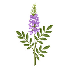Illustration of Galega officinalis, commonly known as Galega or Goat's Rue, isolated on white background.