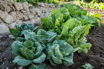 Naklejka premium Fresh Vegetables Growing in Bright Sunlight