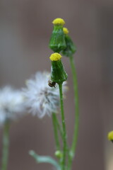 Close-up of Wildflower Bud with Insect on Green Stem