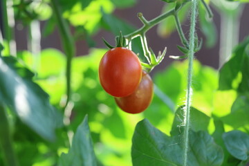 Fresh ripe cherry tomatoes on the vine