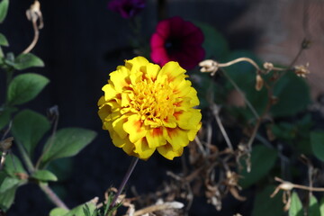 Bright Yellow Marigold in Full Bloom with Orange Center