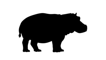 Silhouette of a hippopotamus